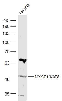 MYST1/KAT8 Rabbit Polyclonal Antibody
