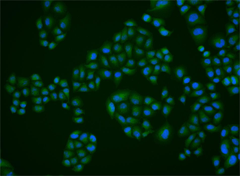 MAEL/CT128 Rabbit Polyclonal Antibody