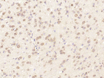 MAGOH/Mago nashi homolog 2 Rabbit Polyclonal Antibody