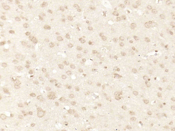 MAGOH/Mago nashi homolog 2 Rabbit Polyclonal Antibody