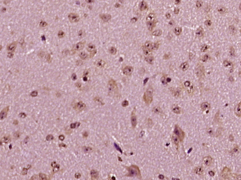 MAN2C1 Rabbit Polyclonal Antibody