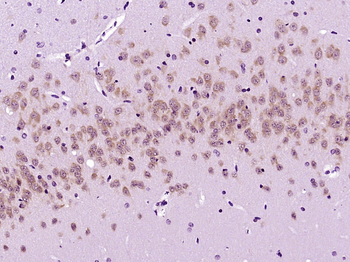 MANEL Rabbit Polyclonal Antibody