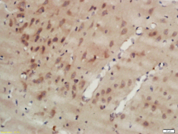 MAPRE1 Rabbit Polyclonal Antibody