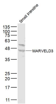 MARVELD3 Rabbit Polyclonal Antibody