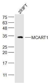 MCART1 Rabbit Polyclonal Antibody