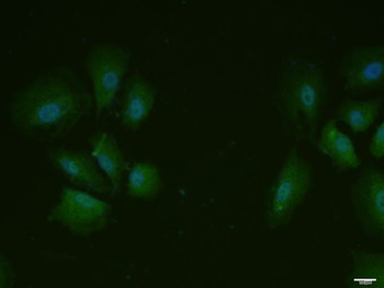 Phospho-MCL1 (Ser159) Rabbit Polyclonal Antibody