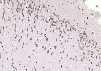 Phospho-MCL1 (Ser159) Rabbit Polyclonal Antibody