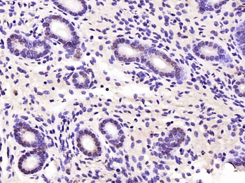 MCM-BP Rabbit Polyclonal Antibody