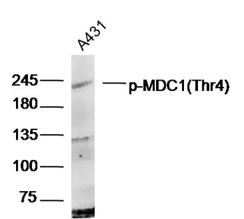 Phospho-MDC1 (Thr4) Rabbit Polyclonal Antibody