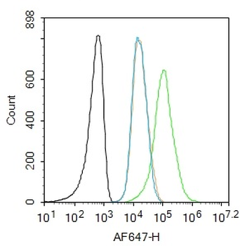 Phospho-MDM2 (Ser188 + Ser186) Rabbit Polyclonal Antibody