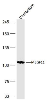 MEGF11 Rabbit Polyclonal Antibody