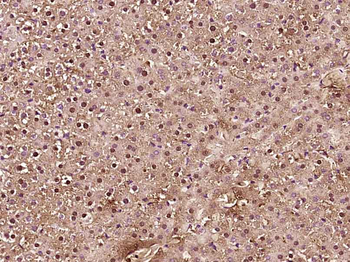 MESP2 Rabbit Polyclonal Antibody
