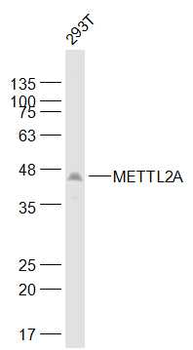 METTL2A Rabbit Polyclonal Antibody