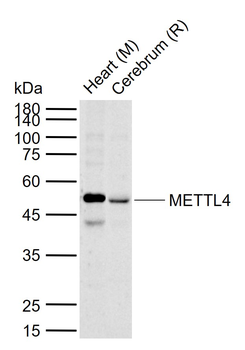 METTL4 Rabbit Polyclonal Antibody