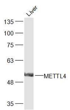 METTL4 Rabbit Polyclonal Antibody