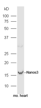 Nanos3 Rabbit Polyclonal Antibody