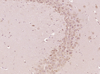 OSGEP Rabbit Polyclonal Antibody