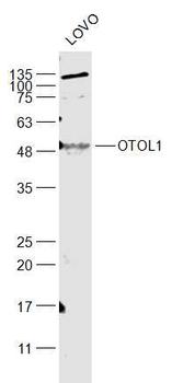 OTOL1 Rabbit Polyclonal Antibody