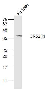 OR52R1 Rabbit Polyclonal Antibody