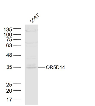 OR5D14 Rabbit Polyclonal Antibody