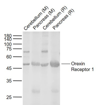 Orexin Receptor 1 Rabbit Polyclonal Antibody
