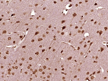 Zeta Opioid Receptor Rabbit Polyclonal Antibody