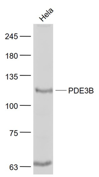 PDE3B Rabbit Polyclonal Antibody