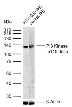 PI3 Kinase p110 delta Rabbit Polyclonal Antibody