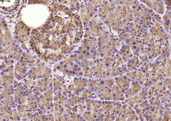 RNF109/TRIM56 Rabbit Polyclonal Antibody