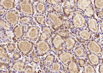RNF109/TRIM56 Rabbit Polyclonal Antibody