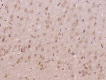 RRP7A Rabbit Polyclonal Antibody