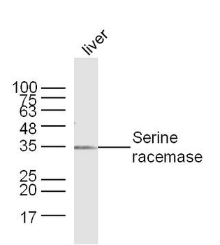 Serine racemase Rabbit Polyclonal Antibody