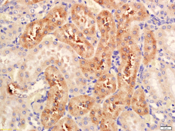 Serine racemase Rabbit Polyclonal Antibody