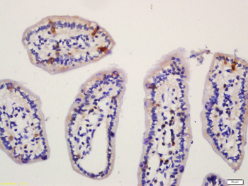 NALP6 Rabbit Polyclonal Antibody