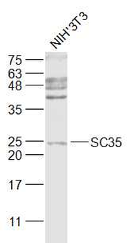SC35 Rabbit Polyclonal Antibody