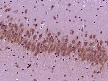 SCFD2 Rabbit Polyclonal Antibody