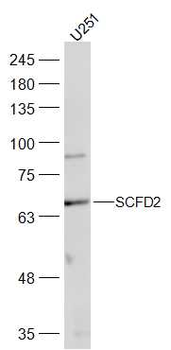 SCFD2 Rabbit Polyclonal Antibody