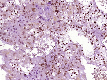 SCML2 Rabbit Polyclonal Antibody