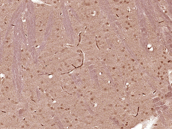 SCML4 Rabbit Polyclonal Antibody