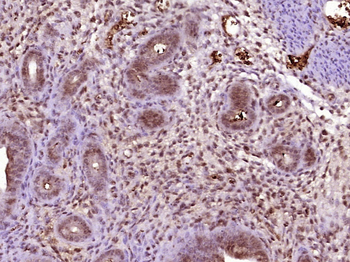 SCML4 Rabbit Polyclonal Antibody