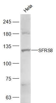 SFRS8 Rabbit Polyclonal Antibody