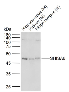 SHISA6 Rabbit Polyclonal Antibody