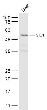 SIL1 Rabbit Polyclonal Antibody