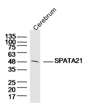SPATA21 Rabbit Polyclonal Antibody