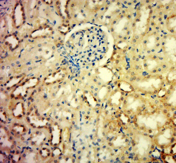 SPCS3 Rabbit Polyclonal Antibody