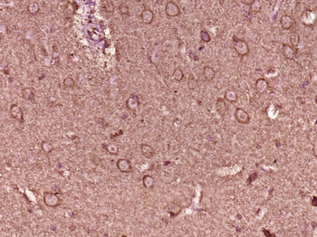 SPEF1 Rabbit Polyclonal Antibody