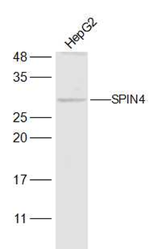 SPIN4 Rabbit Polyclonal Antibody