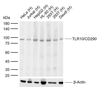 TLR10/CD290 Rabbit Polyclonal Antibody