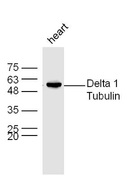Delta 1 Tubulin Rabbit Polyclonal Antibody