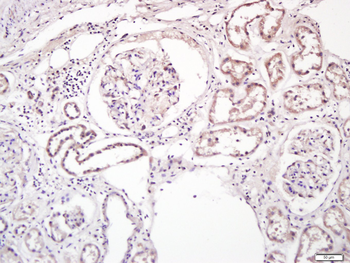 TNFAIP8L3 Rabbit Polyclonal Antibody